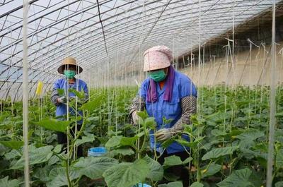 西葫蘆、辣椒等種子出口韓國(guó)、印度等青州蔬菜種子重研發(fā)結(jié)碩果